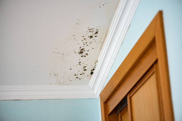 Best Kitchen Mold Remediation in Anchor Point, AK