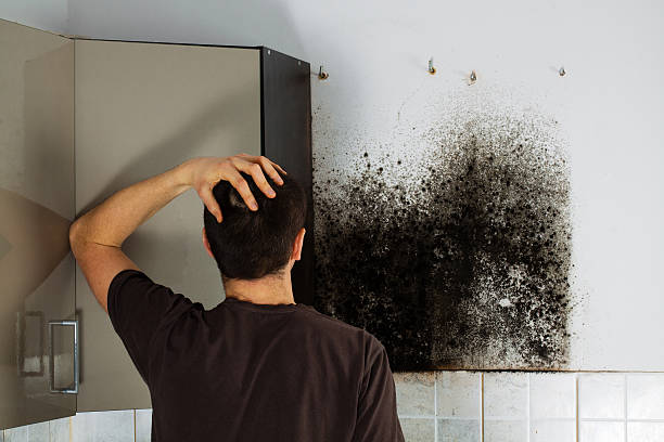 Best Preventive Mold Services in Anchor Point, AK