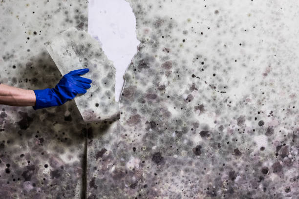 Best Mold Remediation for Specific Building Types in Anchor Point, AK