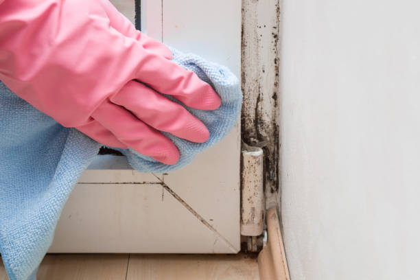 Best Health and Safety Mold Remediation in Anchor Point, AK